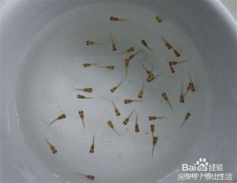 魚生小魚風水|風水魚選擇指南